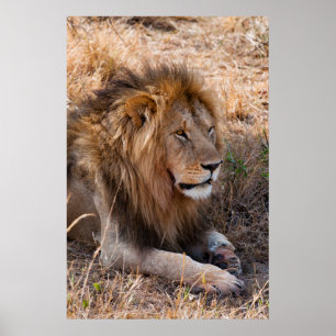 Póster Reserva nacional de Maasai Mara do leão, Kenya