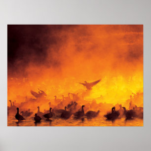 Poster Reserva Nacional de Vida Silvestre Bosque del Apac