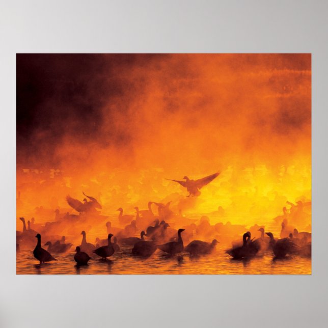 Poster Reserva Nacional de Vida Silvestre Bosque del Apac (Frente)