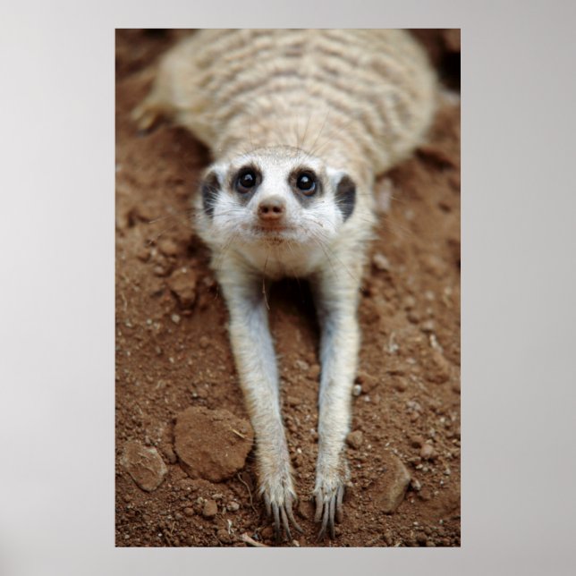Poster Resfriamento Meerkat (Suricata Suricatta) (Frente)