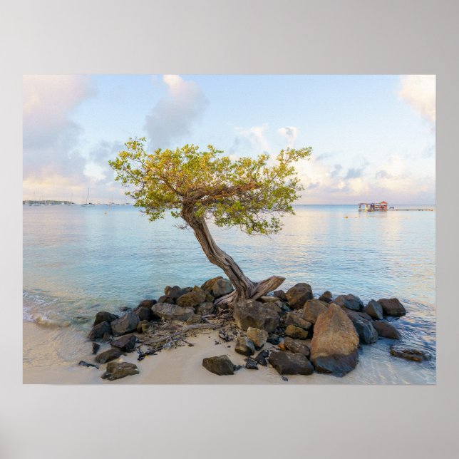 Poster Resilient tree, soft coastal Caribbean (Frente)