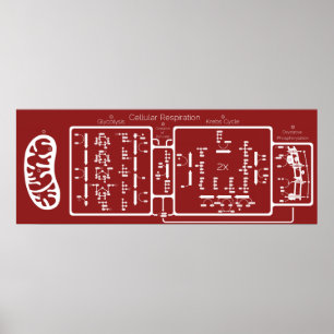 Poster Respiração celular 42x16