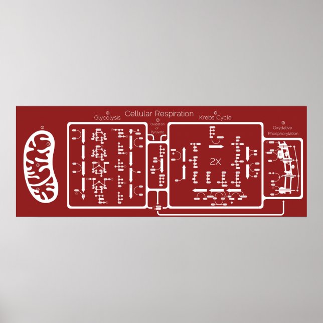 Poster Respiração celular 42x16 (Frente)