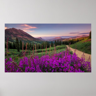 Poster Ressurgimento de Girassol Crested Butte, Colorad