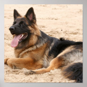 Póster Resting German Shepherd Print