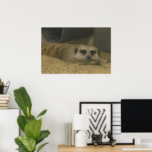 Poster Resting Meerkat - Arte Realista da Vida Selvagem