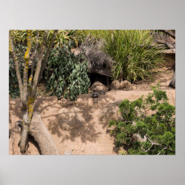 Poster Resting Meerkats in Natural Habitat Wildlife