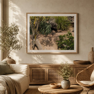 Poster Resting Meerkats in Natural Habitat Wildlife