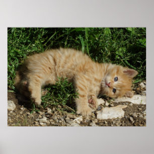 Póster Resting Tabby Baby