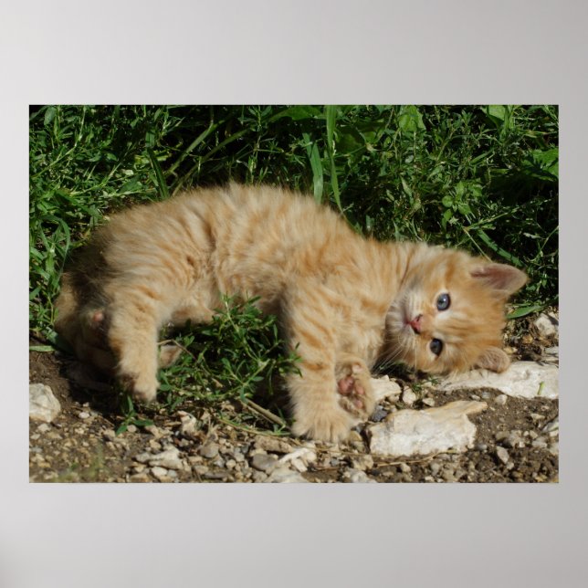 Póster Resting Tabby Baby (Frente)