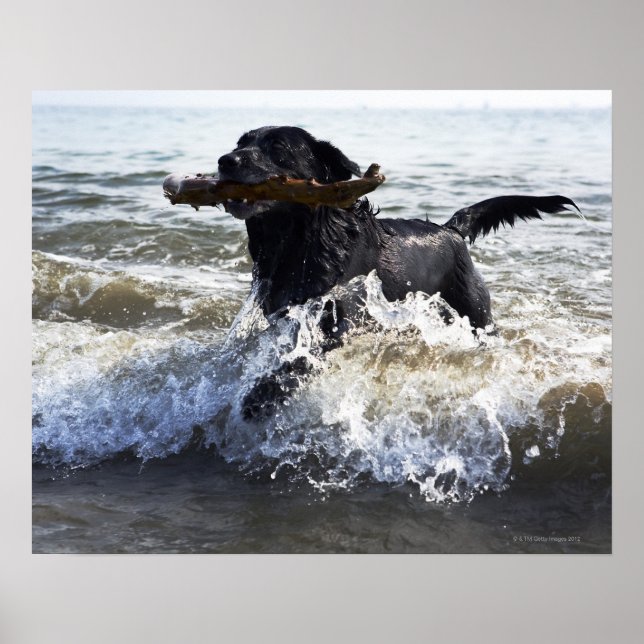 Póster Retalhista Black Labrador correndo através do surf (Frente)