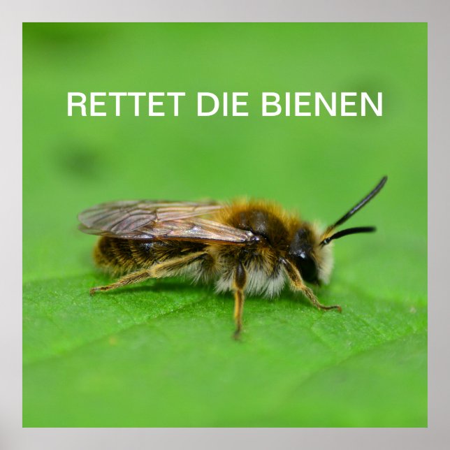 Poster Retet die Bienen (Frente)