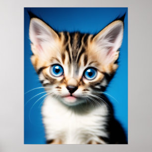 Poster Retrato Adorável de Kitten com Belos Olhos Azuis