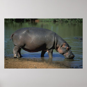 Póster Retrato agradável do Hippopotamus da bebida longa