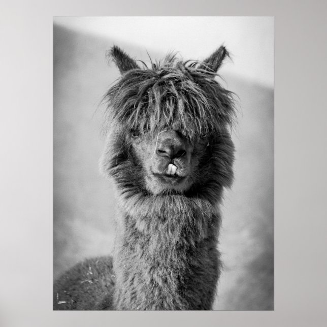 Poster Retrato Alpaca Preto e Branco (Frente)