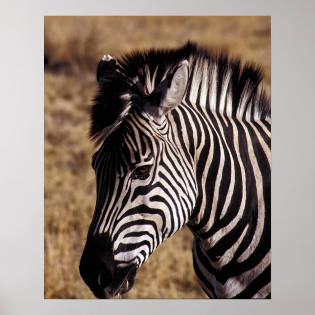 Poster Retrato aproximado de uma Zebra - Zimbábue (Frente)