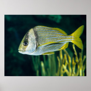 Póster Retrato atlântico do Porkfish