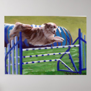 Póster Retrato australiano do cão da agilidade do pastor