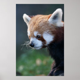Póster Retrato belo do panda vermelho