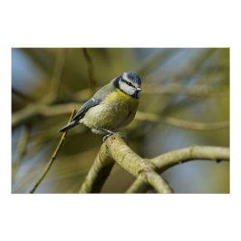 Póster Retrato Bluetit