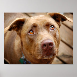 Póster Retrato bonito 5 do cão da mistura do poço do
