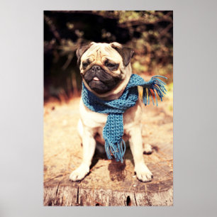 Póster Retrato bonito do cão do Pug com lenço azul