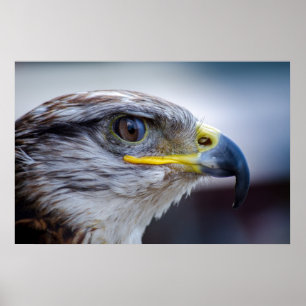 Poster Retrato bonito do falcão