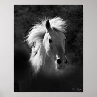 Retrato Cavalo V