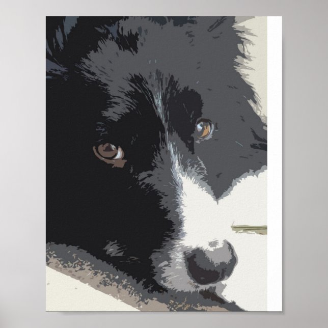 Póster Retrato collie de borda (Frente)