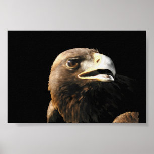 Póster Retrato da águia ouro