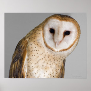 Poster Retrato da coruja de celeiro (Tyto alba).
