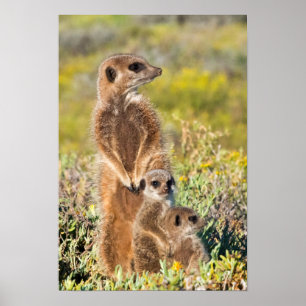 Poster Retrato da família Meerkat