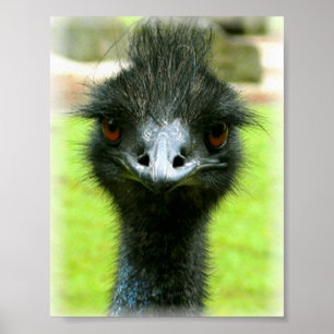 PÓSTER RETRATO DA FOTO DO PÁSSARO DO EMU