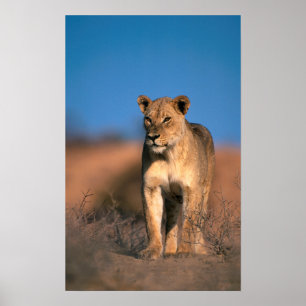 Poster Retrato da leoa (Panthera Leo)