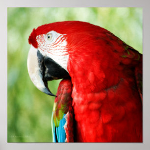 Poster Retrato da Macaw