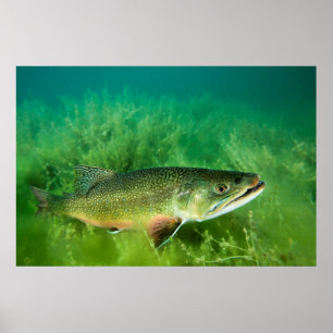 Poster Retrato da truta de lago, lago esmeralda, Montana