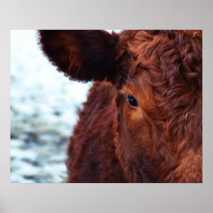 Póster Retrato da vaca de Brown