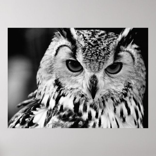 Póster Retrato De Agle-owl Eurasiano Fechado (Frente)
