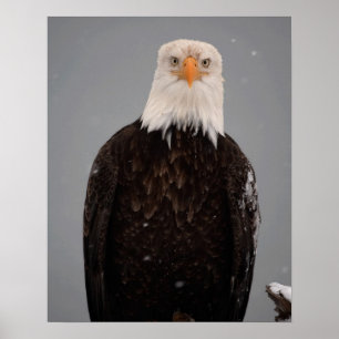 Póster Retrato de Águia Careca na Neve, Haliaeetus