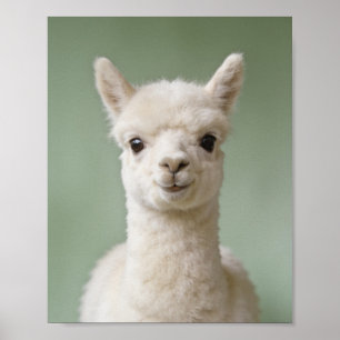 Poster Retrato de Alpaca Bebê – Parede de Animais de Berç