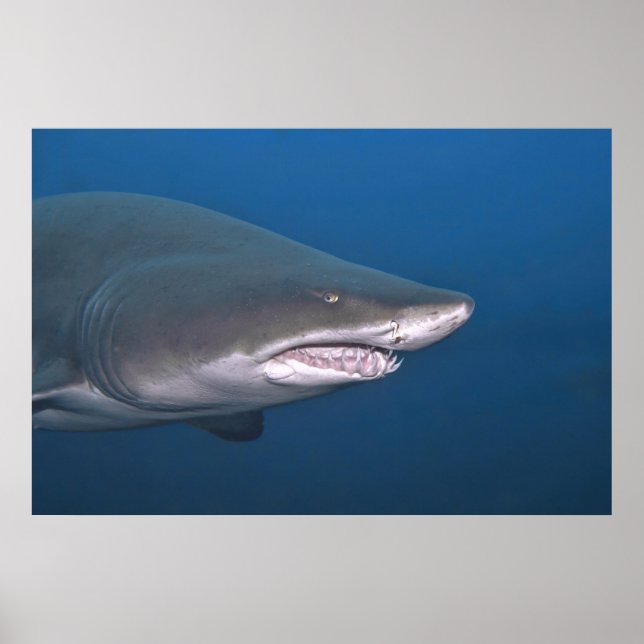 Poster Retrato de Areia Tigre (Frente)
