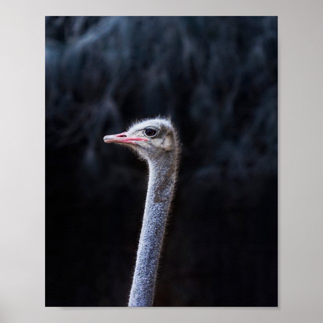 Poster retrato de avestruz (Frente)