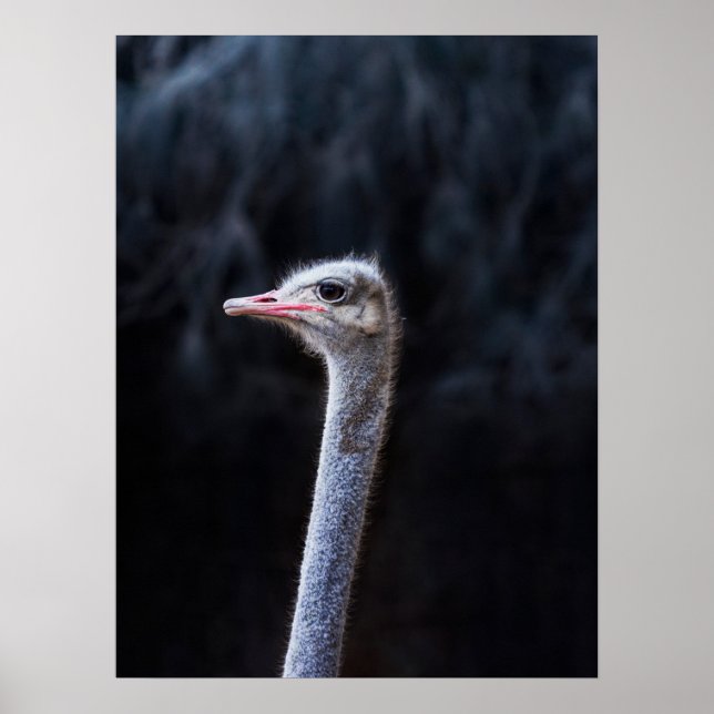 Poster retrato de avestruz (Frente)