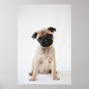 Poster Retrato de Baby Pug