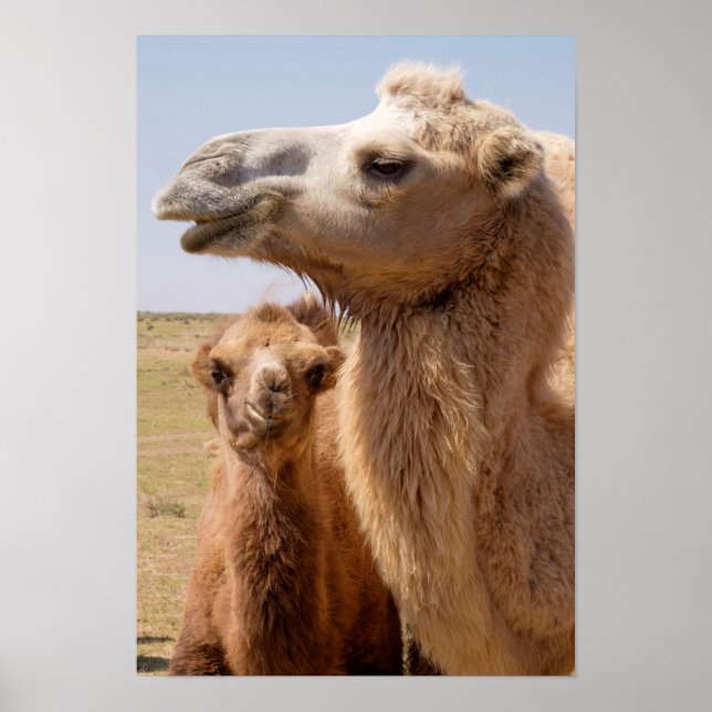 Poster Retrato de Bactrian Camel (Frente)