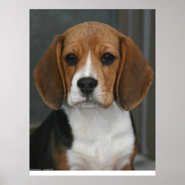 Poster Retrato de Beagle (Frente)