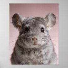 Retrato de Bebê Chinchila – Parede de Berçário Fof