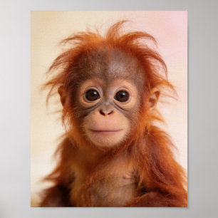 Poster Retrato de Bebê Orangotango Arte para Berçário de 
