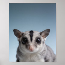 Retrato de Bebê Sugar Glider – Animalzinho Fofo de