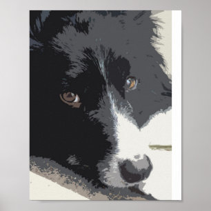 Póster Retrato de border collie